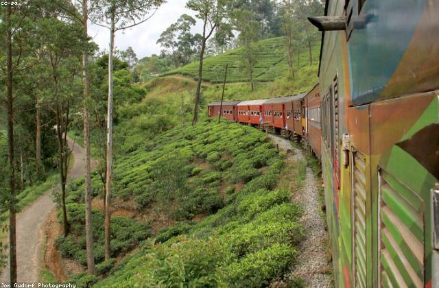 Tea Plantation Tour, Nuwara Eliya